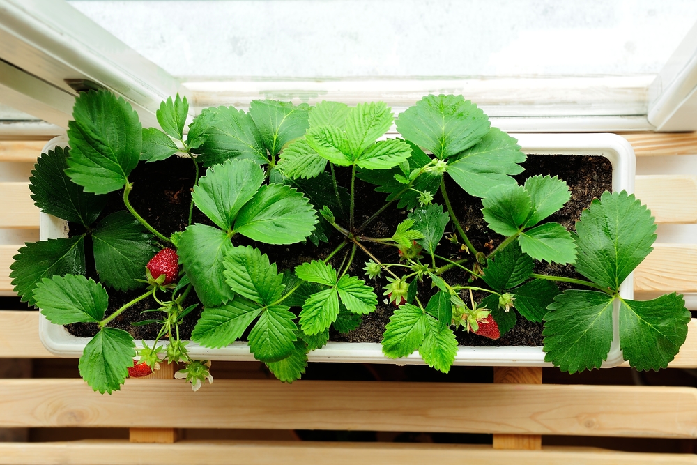 How to grow your own strawberries